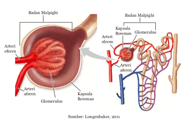 Ginjal Sistem Ekskresi Pada Manusia Biologi Kelas 8